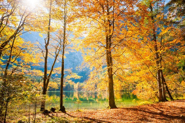 Beautiful trees in Autumn color by a lake - how they glow with that blue hill in the distance! Beautiful Autumn trees by lake.