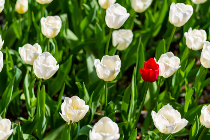 One red tulip amongst the green and white really gives it zing! One red tulip amongst the white and green.