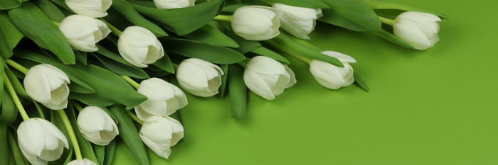 No complementary color in this image - does it need something to spice it up? White tulips, green background waiting for a touch of red?