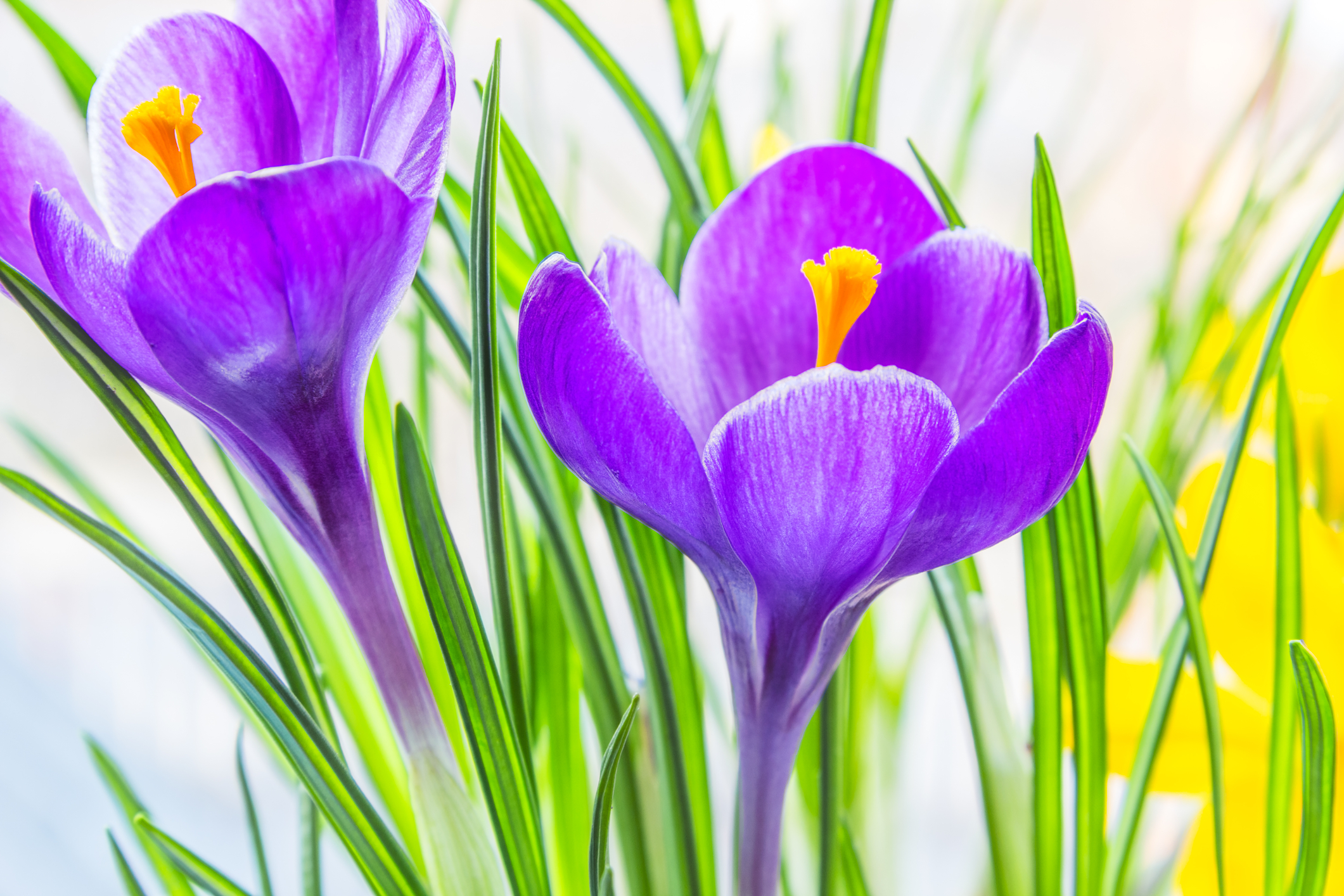 Click here to read more on Complementary Colors