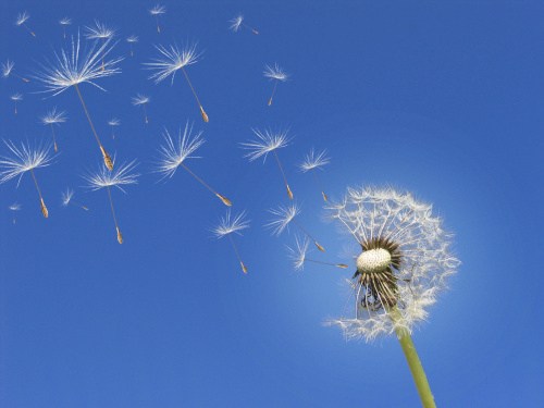 Dandelion seeds blowing in the wind against a blue sky. Dandelion seed head