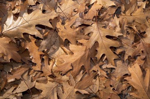 A pattern of dried oak leaves Dried oak leaves