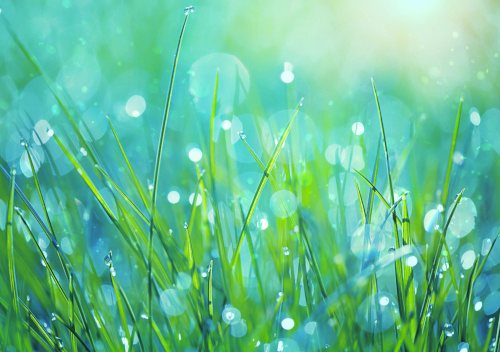 Glittering raindrops in the grass Rain drops in the grass.