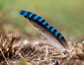 Lucky to find a Jay's feather! Jay's feather