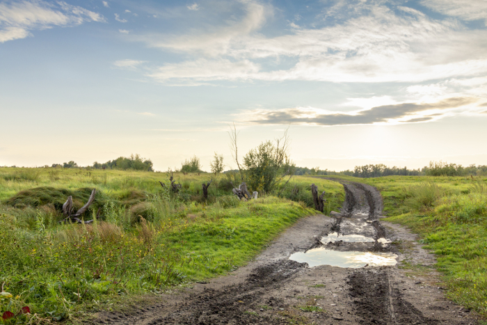 A seemingly ordinary path through a field - what artistic delights might it hold for you? A seemingly ordinary path - it takes the eye of an artist to discover it's  beauty.