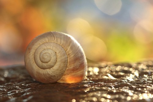 An empty snail shell showing its beautiful spiral. An empty snail shell.