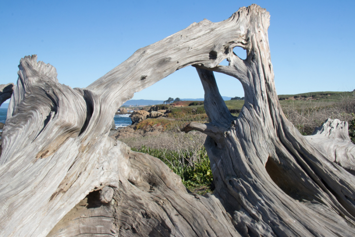 A close-up of a large piece of silvery grey, sculptural driftwood ready to be transformed by you into an abstract painting! Exploring a driftwood form for its abstract possibilities.