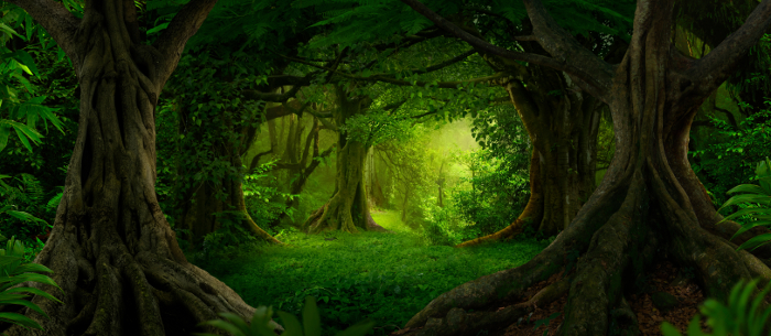 A walk in the woods may spark off your imagination! Tree forms.