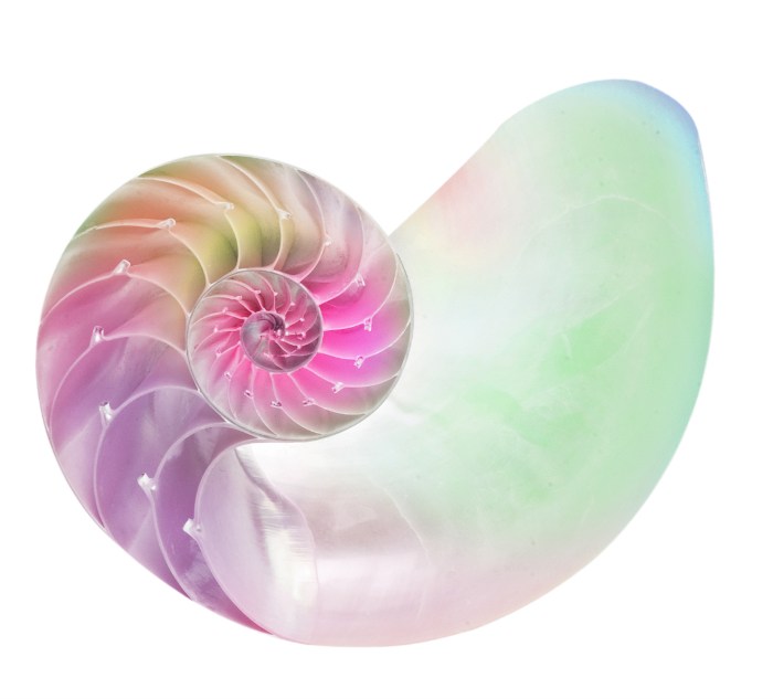 Close-up of a Nautilus shell showing it's intricate form. Intricate form of a Nautilus shell.