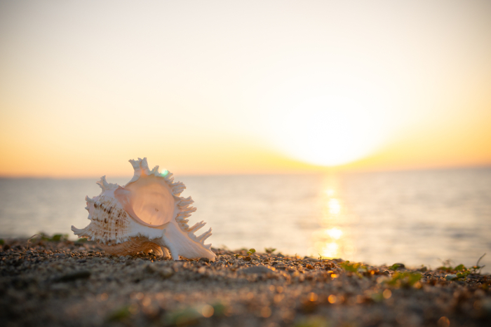 A beautiful shot of the shell back-lit by by the ocean sunrise. Sea-shell back-lit by the ocean sunrise.
A beautiful subject for the element of form in art.
