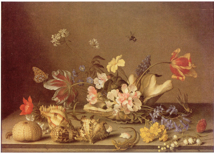 shell still life van der Ast shell still life van der Ast