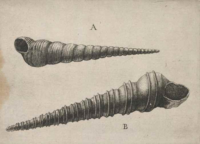 This beautifully executed 17th century etching by Wenceslaus Hollar shows how to portray a conical form through the use of contour lines and shading. "Shells" by Wenceslaus Hollar 17th cent