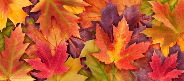 Beautiful organic shapes of Maple leaves. Beautiful organic shapes of Autumn leaves.