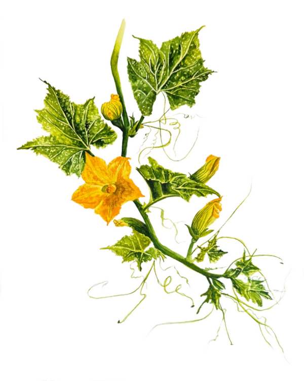 Botanical illustration,"Squash Flowers" by Viktoriia Kovalenko, using yellows and analogous greens. "Squash Flowers" by Viktoriia Kovalenko.